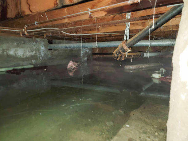 Best Professional water damage repair  in Stoughton, WI